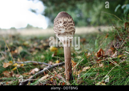Parasol Pilz wächst am Waldrand Stockfoto