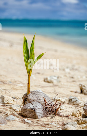 Ein einsamer junge Kokospalme Spross wachsen aus Samen neben Ozean auf Amuri Beach - Cook-Inseln, Aitutaki Island, South Pacific Stockfoto