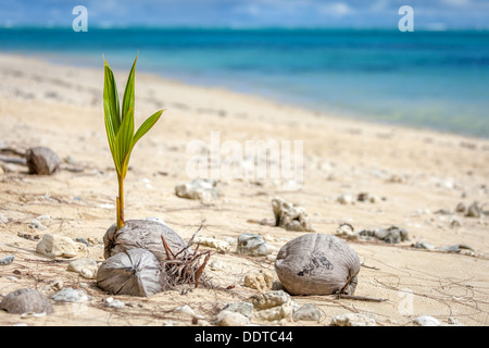 Ein einsamer junge Kokospalme Spross wachsen aus Samen neben Ozean auf Amuri Beach - Cook-Inseln, Aitutaki Island, South Pacific Stockfoto