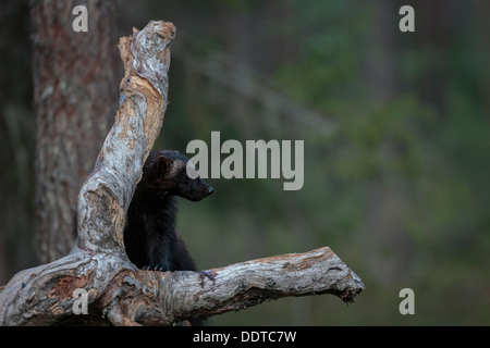 Wolverine im borealen Wald Stockfoto