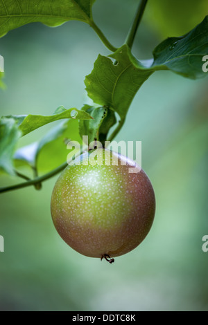 Passionsfrucht/Maracuja (oder Passiflora Edulis lila Grenadill Maracuja Marudja) wächst am Baum in eine Bio-Obst-Plantage Stockfoto