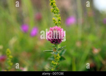 Rotklee, Trifolium Pratense, auf der Insel Iona in den Inneren Hebriden in Schottland Stockfoto