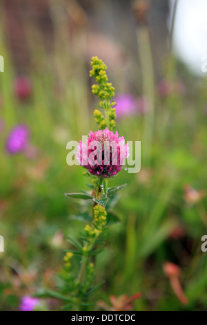 Rotklee, Trifolium Pratense, auf der Insel Iona in den Inneren Hebriden in Schottland Stockfoto