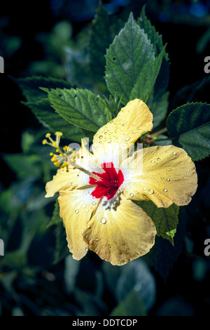 Polynesische gelbe Hibiskus Blume in voller Blüte mit roten Zentrum & Regentropfen auf Blütenblätter - Cook-Inseln, Aitutaki Insel, Pazifik Stockfoto