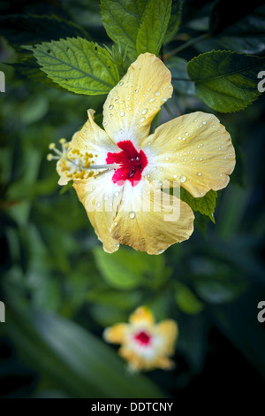 Polynesische gelbe Hibiskus Blume in voller Blüte mit roten Zentrum & Regentropfen auf Blütenblätter - Cook-Inseln, Aitutaki Insel, Pazifik Stockfoto