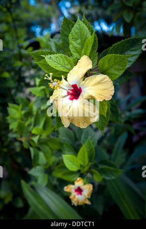 Polynesische gelbe Hibiskus Blume in voller Blüte mit roten Zentrum & Regentropfen auf Blütenblätter - Cook-Inseln, Aitutaki Insel, Pazifik Stockfoto