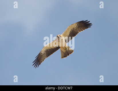Adler Hieraaelus Penaten auf Herbstzug über Tarifa nach Afrika gestartet Stockfoto
