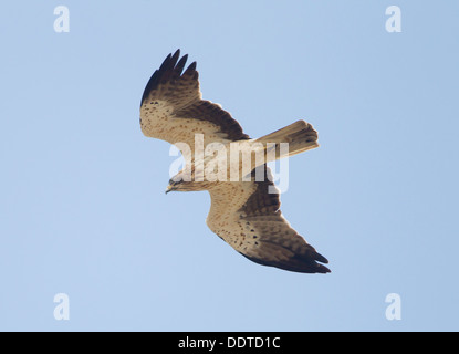 Adler Hieraaelus Penaten auf Herbstzug über Tarifa nach Afrika gestartet Stockfoto