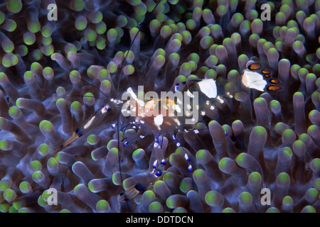 Anemonen Garnele, Periclimenes Brevicarpalis auf lila Anemone mit fluoreszierendem Grün-bestückte Tentakeln. Puerto Galera, Philippinen Stockfoto