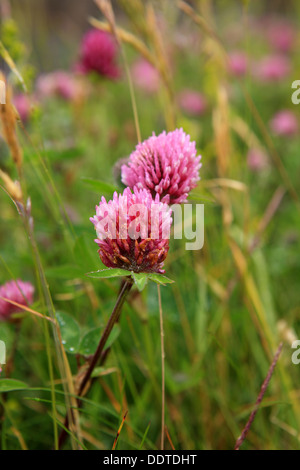 Rotklee, Trifolium Pratense, auf der Insel Iona in den Inneren Hebriden in Schottland Stockfoto