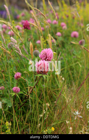 Rotklee, Trifolium Pratense, auf der Insel Iona in den Inneren Hebriden in Schottland Stockfoto