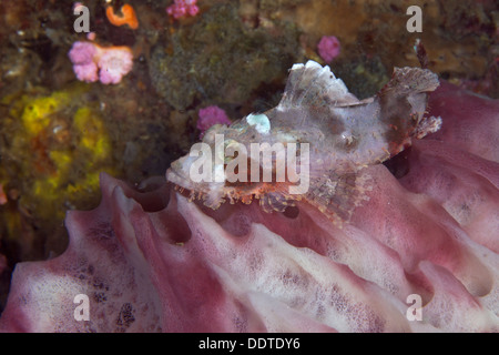 Drachenköpfe auf-in-warten auf Fass-Schwamm getarnt. Puerto Galera, Philippinen Stockfoto