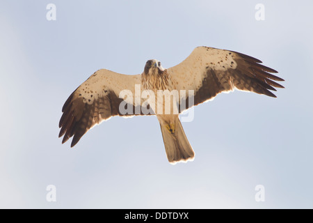 Adler Hieraaelus Penaten auf Herbstzug über Tarifa nach Afrika gestartet Stockfoto