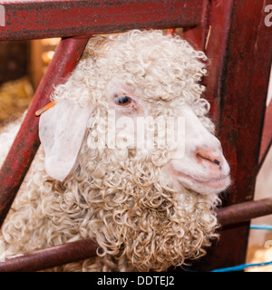 Ein Angora-Ziege auf Hazel Braue Bauernhof in der Ortschaft Low Zeile im Swaledale, North Yorkshire, England, Großbritannien, Uk Stockfoto