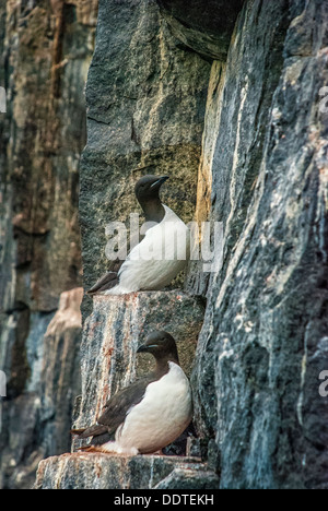 Dick-Billed wärmeren oder Brunniches Trottellummen, Uria Lomvia nisten Alkefjellet, Cape Fanshaw, Hinlopen Strait, Kolonie, Svalbard Stockfoto