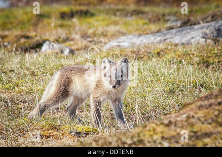 Ein Polarfuchs Pup, Vulpes Lagopus. im Sommer Fell, stehend in der Tundra, Alkehornet, Spitzbergen, Svalbard, Norwegen Stockfoto