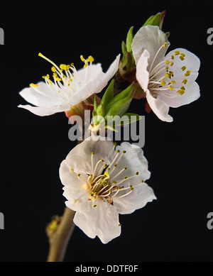 Nahaufnahme Foto der Blüte Apricot-Baum Brunch auf schwarzem Hintergrund isoliert Stockfoto