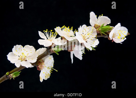Nahaufnahme Foto der Blüte Apricot-Baum Brunch auf schwarzem Hintergrund isoliert Stockfoto