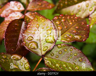 Nahaufnahme Foto rote Rosen Blätter mit Wassertropfen Stockfoto