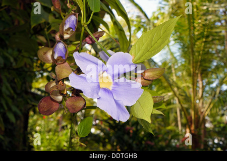 Bengalen Uhr Rebe oder Himmel Blume (Thunbergia Grandiflora) mit Knospen Stockfoto