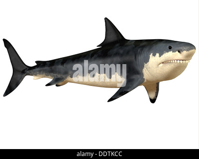 Der Hai Megalodon war eine enorme Raubtier in der Erdneuzeit Zeit der prähistorischen Erde. Stockfoto