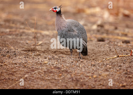 Behelmte Perlhühner (Numida Meleagris), Nikolo-Koba Nationalpark, Senegal, Afrika Stockfoto