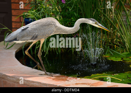 Great Blue Heron zu Fuß an der Seite von einem dekorativen Teich mit Springbrunnen und Blumen an der Vorderseite eines Hauses in Toronto Kanada Stockfoto