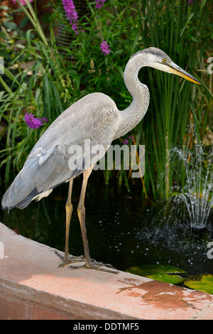 Great Blue Heron an der Seite von einem dekorativen Teich mit Springbrunnen und Blumen an der Vorderseite eines Hauses in Toronto Kanada Stockfoto