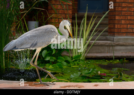 Great Blue Heron stalking Fisch in einem dekorativen Teich vor der Tür eines Hauses in Toronto Kanada Stockfoto