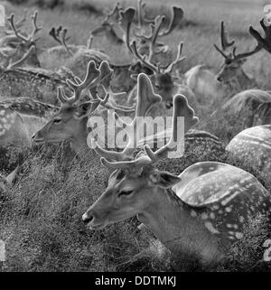 Reh im Bushy Park, Greater London, 1964. Künstler: John Gay Stockfoto