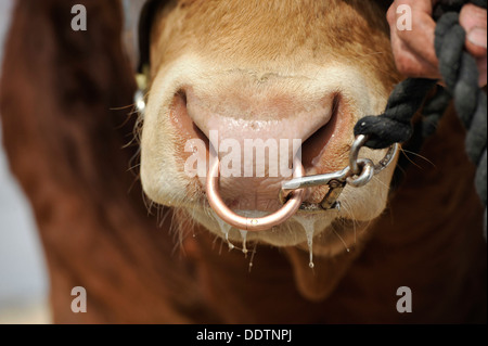 Nahaufnahme einer Limousin Stiere Nase bei einer Show geführt. Stockfoto