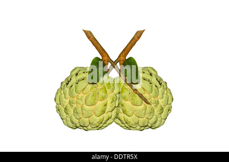 Custard Apple Obst auf weißem Hintergrund Stockfoto