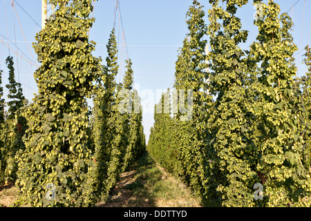 Hopfen "weibliche Blüten" auf Reben Reifen. Stockfoto