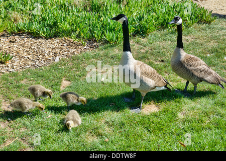 Kanadagänse und Gänsel (Branta Canadensis) in San Francisco, Kalifornien Stockfoto