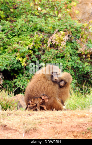 Vertikales Porträt der Familie der Olive Paviane mit Baby, Papio anubis. Stockfoto