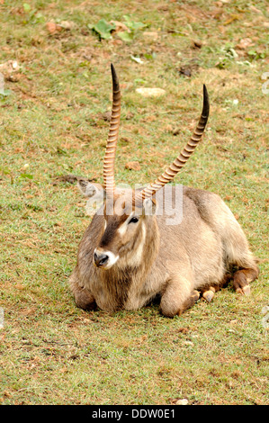 Vertikale Porträt der Wasserbock, Kobus Ellipsiprymnus, liegend auf Grünland. Stockfoto