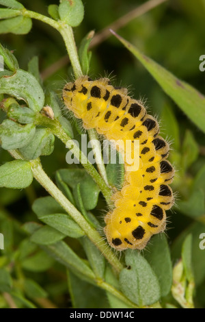 Six-spot Burnet, Caterpillar, Larven, Blutströpfchen, Sechsfleck-Widderchen, Sechsfleckwidderchen, Raupe, Zygaena Filipendulae Stockfoto