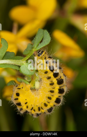 Six-spot Burnet, Caterpillar, Larven, Blutströpfchen, Sechsfleck-Widderchen, Sechsfleckwidderchen, Raupe, Zygaena Filipendulae Stockfoto