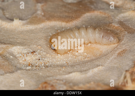 Violet Eichenlohehaufen Käfer, Larve, Larven, Blauvioletter Scheibenbock, Veilchenbock, Blauer Scheibenbock, Larve, Callidium Violaceum Stockfoto