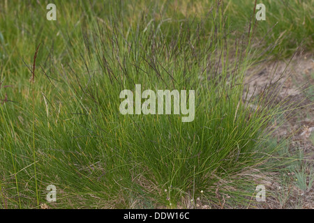 Grass, Matte Matte-Grass, Moor Borstgras, Nard Rasen, Gräser, Borstgras, Borst-Gras, Hirschhaar, Bürstling, Nardus Stricta, Gräser Stockfoto