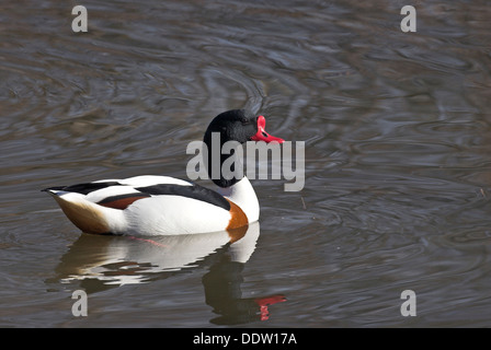 gemeinsamen Brandgans, Männlich, Männchen, Erpel, Marke-Gans, Brandente, Brandgans, Marke-Ente, Tadorna Tadorna Stockfoto