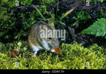 Alten Welt Feldmaus, gestreifte Feldmaus, Brandmaus, Marke-Maus, Maus, Apodemus Agrarius, Mäuse, Mäuse, Mäuse Stockfoto