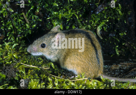 Alten Welt Feldmaus, gestreifte Feldmaus, Brandmaus, Marke-Maus, Maus, Apodemus Agrarius, Mäuse, Mäuse, Mäuse Stockfoto