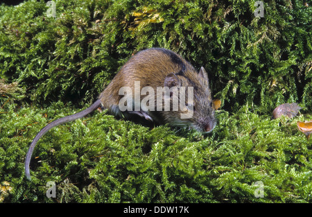 Alten Welt Feldmaus, gestreifte Feldmaus, Brandmaus, Marke-Maus, Maus, Apodemus Agrarius, Mäuse, Mäuse, Mäuse Stockfoto