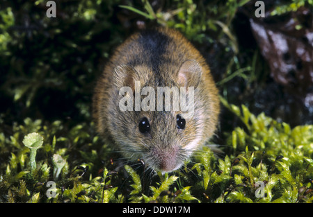 Alten Welt Feldmaus, gestreifte Feldmaus, Brandmaus, Marke-Maus, Maus, Apodemus Agrarius, Mäuse, Mäuse, Mäuse Stockfoto