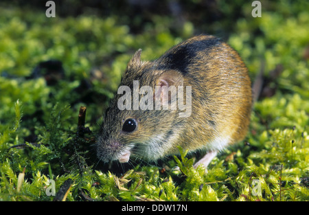 Alten Welt Feldmaus, gestreifte Feldmaus, Brandmaus, Marke-Maus, Maus, Apodemus Agrarius, Mäuse, Mäuse, Mäuse Stockfoto