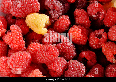 Nahaufnahme auf Frische neu abgeholt Himbeeren rot und gelb Stockfoto