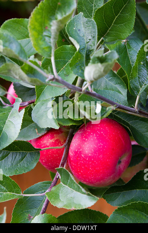 Entdeckung-Äpfel Reifen in einem Garten von Surrey Stockfoto