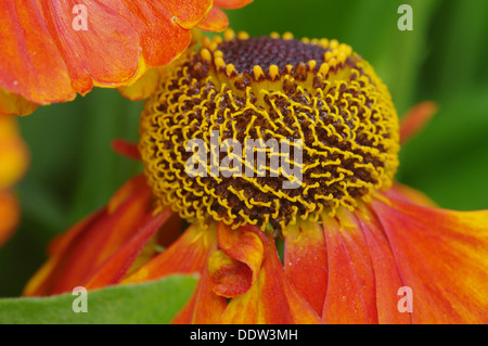 Helenium - SAHIN frühen Blumen Stockfoto