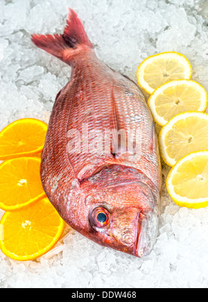 Meeresfrüchte auf Eis am Fischmarkt Stockfoto